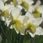 daffodils 6