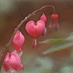 bleeding heart, lighter dry brush 1